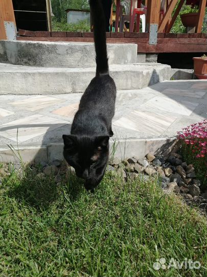 Котик в добрые руки
