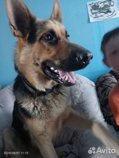 Продам немецкую овчарку