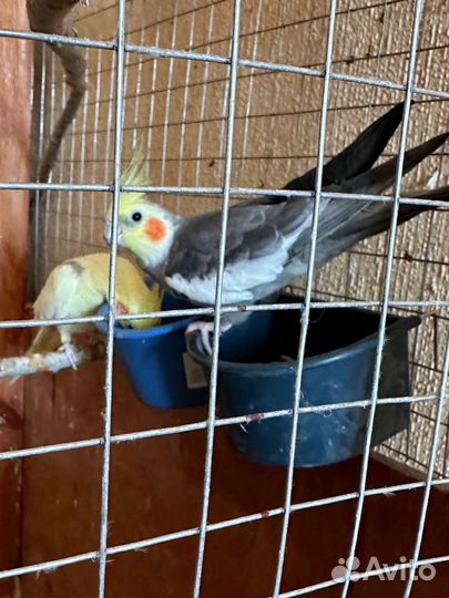 Попугай карелла