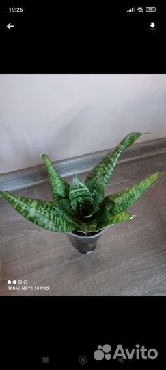 Сансевиерия