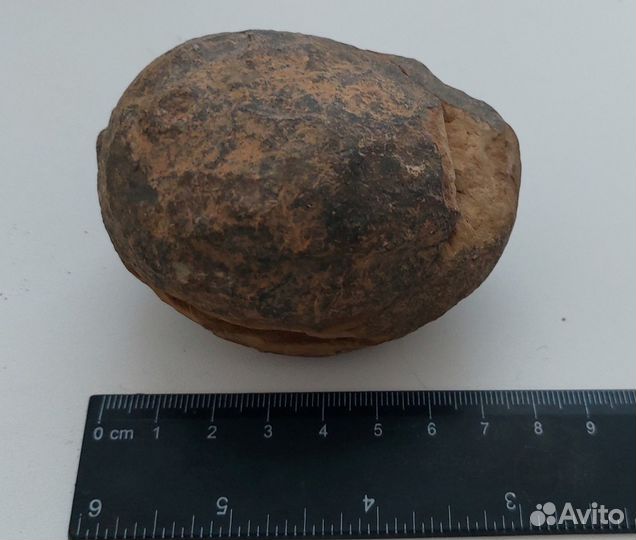 Окаменелости трилобиты