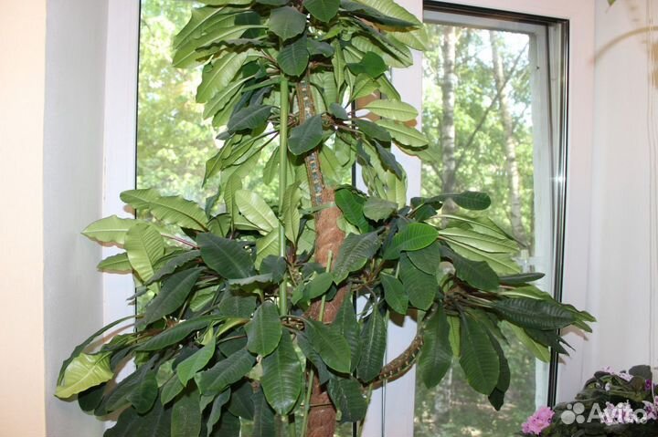 Комнатные растения - молочай