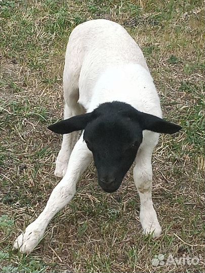 Бараны дорпер