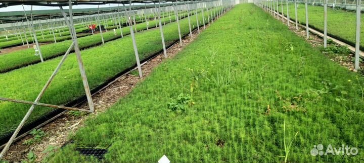 Сеянцы ели европейской окс