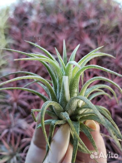 Tillandsia Ionanthacurly
