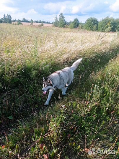 Сибирский хаски в добрые руки