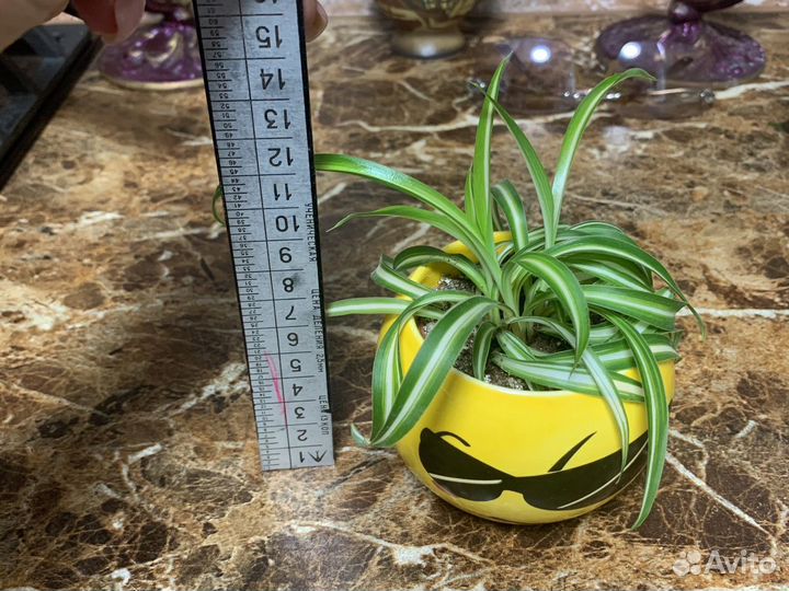 Хлорофитум