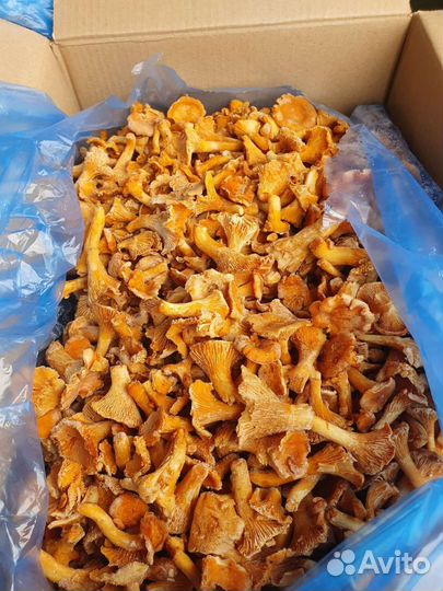 Грибы лисичка свежемороженные