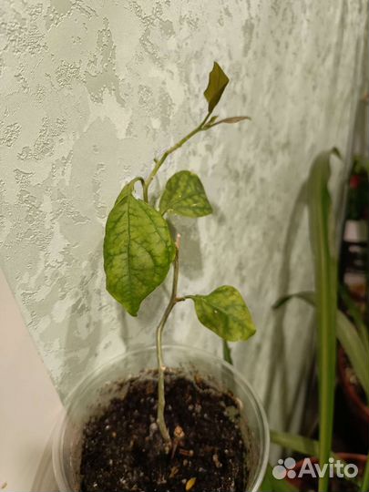 Бугенвиллия Глабра, Рубиана