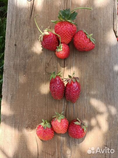 Усы виктории