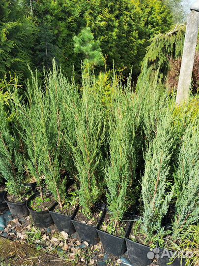 Можжевельник