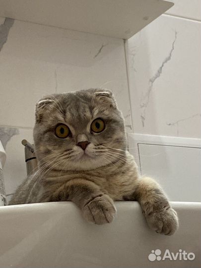 Кошечка ищет котика
