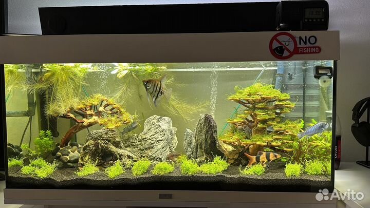 Подводный лес в аквариуме