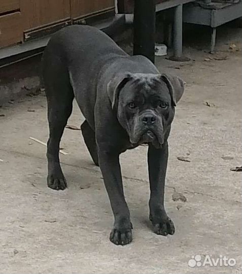 Кане Корсо вязка