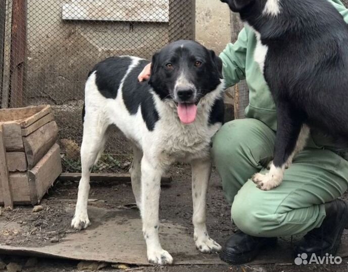 Эта собака- золото