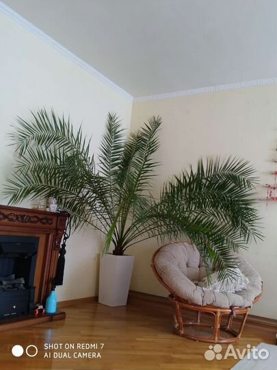 Финиковая пальма