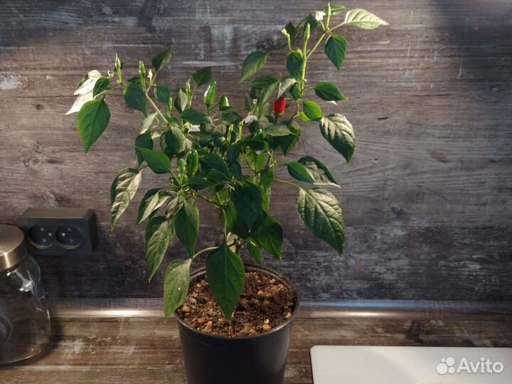 Перец комнатный острый