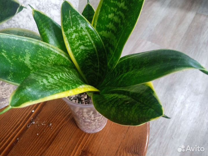 Сансевиерия