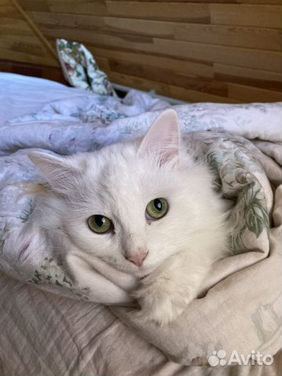 Сибирская кошка