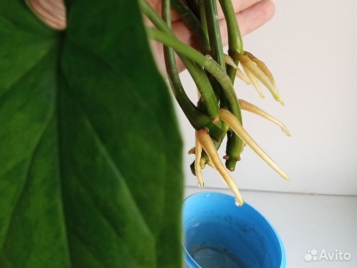 Сингониум моттлед