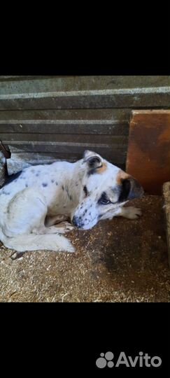 Кобель в хорошую семью бесплатно