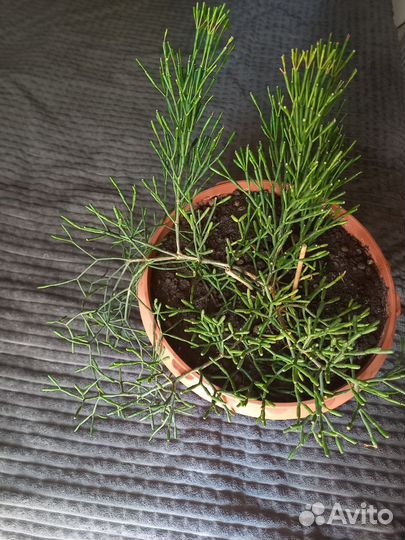 Комнатные цветы