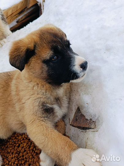 Щенок 3 месяца