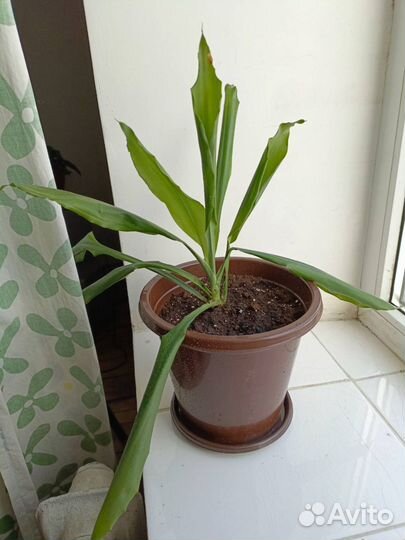 Драцена широколистная