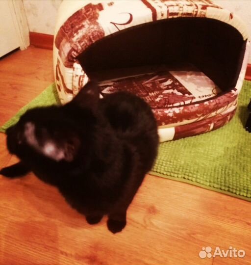 Передержка, гостиница для животных)