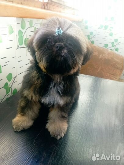 Ши-тцу девочка