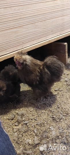 Куры,петухи китайские шелковые