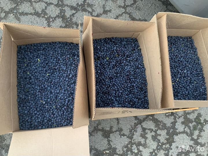 Голубика свежая