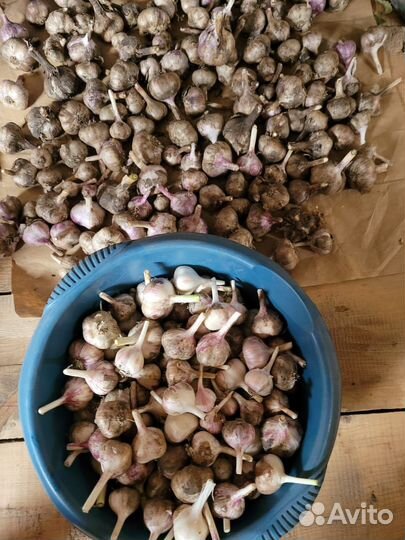 Чеснок