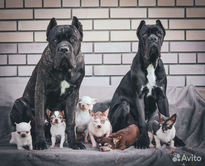 Передержка собак. Дрессировка. Загородный дом
