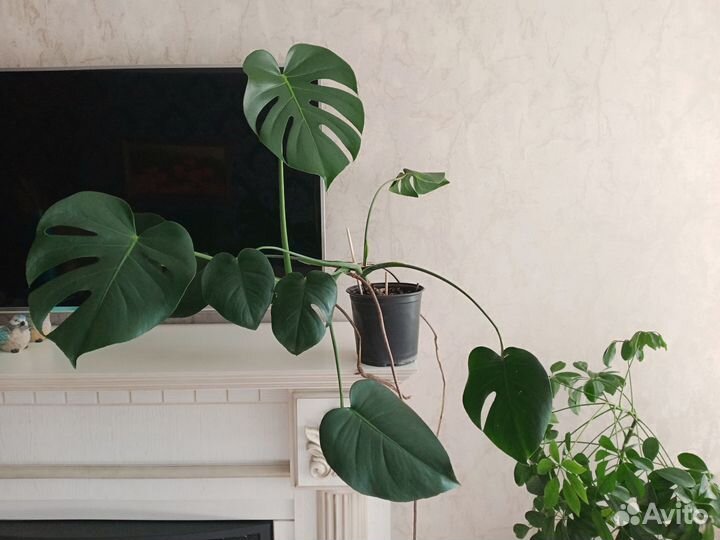 Комнатные растения