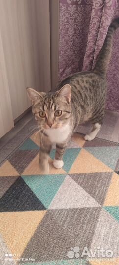 Кошки в добрые руки бесплатно