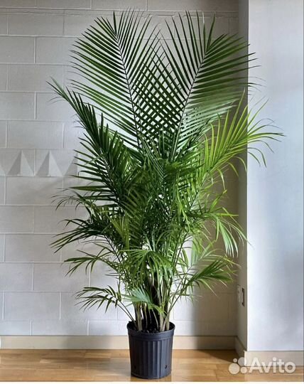 Пальма арека дипсис h200 34d