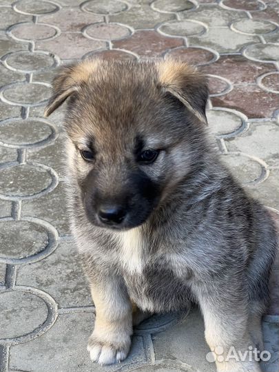 Щенки Хаски