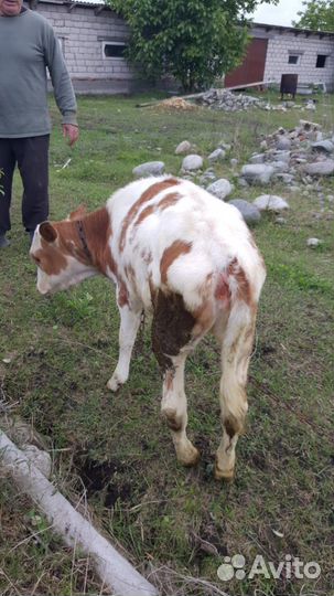 Телята девочки