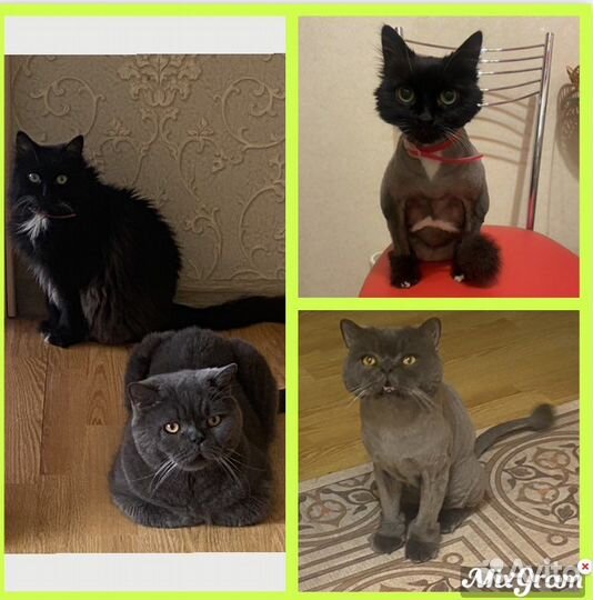 Стрижка кошечек и котиков