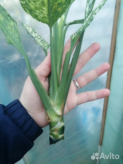 Диффенбахии Везувий и Аврора (Индонезия)