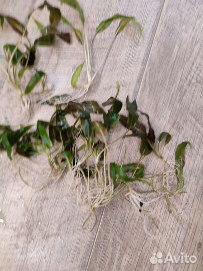 Криптокорина