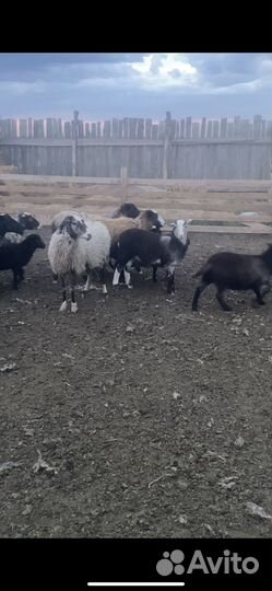 Романовские овцы