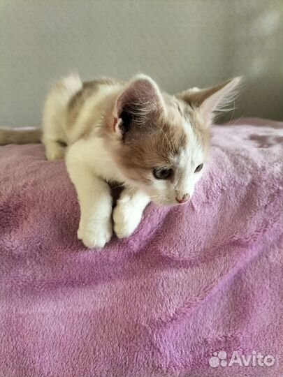 Отдам котика в добрые руки