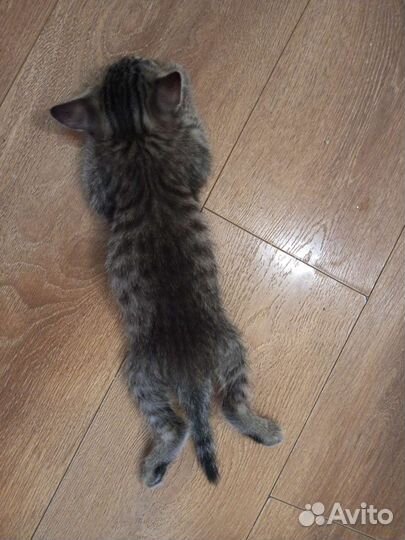 Котята в добрые руки приучены к лотку