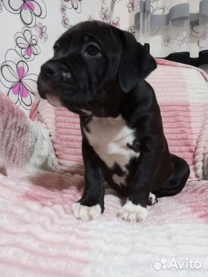 Щенки стаффорда