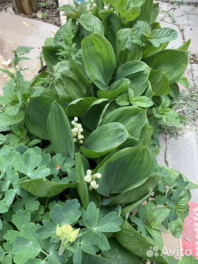 Садовые цветы и растения