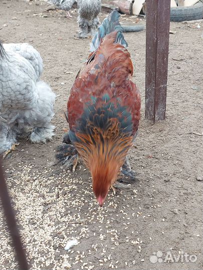 Петушки и курочки Брама