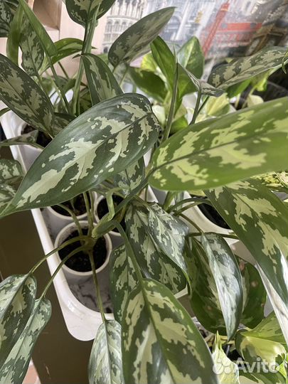 Аглаонема, фикус Ирк, ангарск