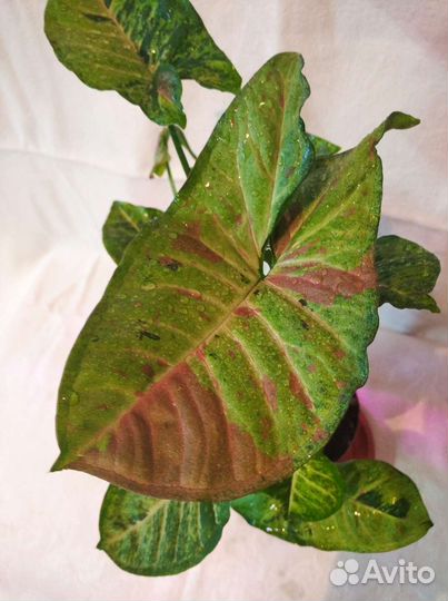 Цветы разные много